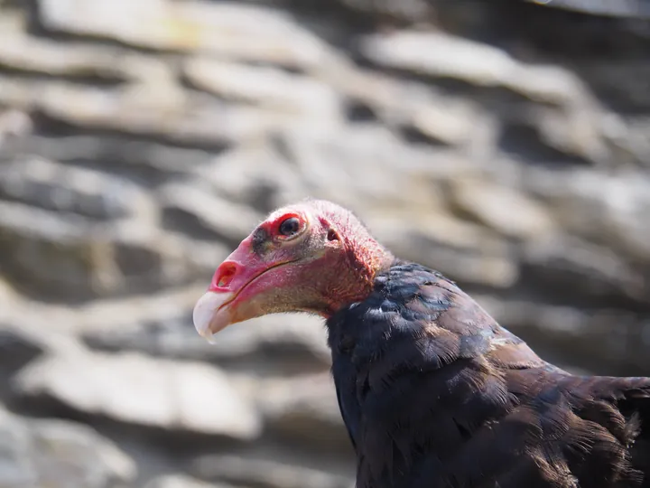 Birds of prey show at Chateau de La Roche-en-Ardenne (Belgium)